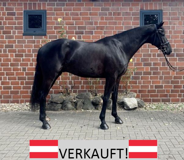Dreamy verkauft